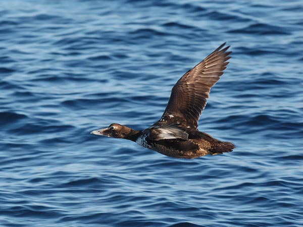 Haahka, Common Eider, Somateria mollissima